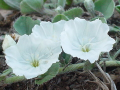 Evolvulus prostratus