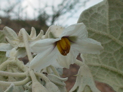 Solanum marginatum