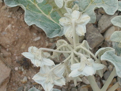 Solanum marginatum