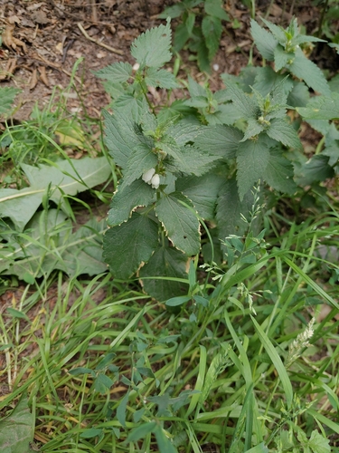 White deadnettle