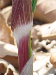 Arisaema macrospathum