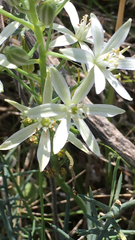 Ornithogalum