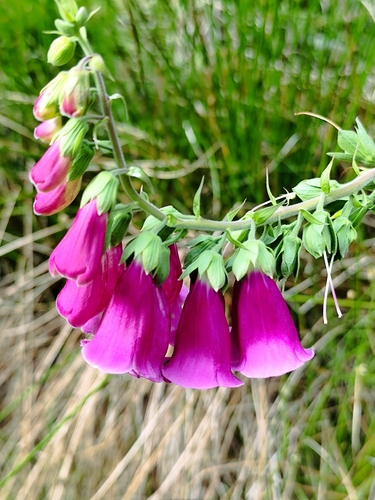 purple foxglove