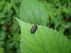 Pyrocoelia formosana