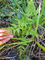 Dryopteris inaequalis