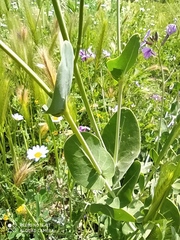 Moricandia arvensis