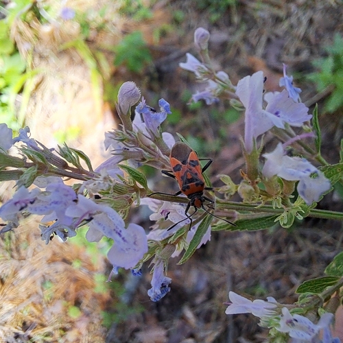 Spotted Firebug