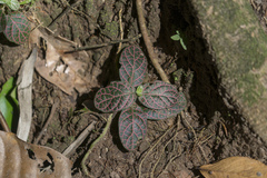 Fittonia