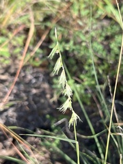 Bouteloua rigidiseta, photograph (c) Robert Benson, some rights reserved (CC BY)