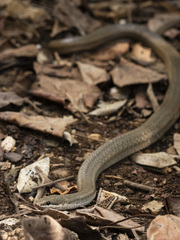 Peters' Bright Snake photo 5