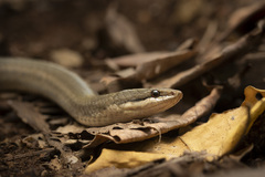Peters' Bright Snake photo 1