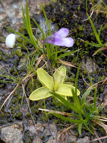Pinguicula balcanica