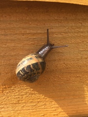 Cornu aspersum