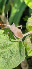 Elasmopoda valga