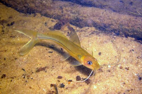 Graceful pimelodella (Pimelodella cristata) — Heptapteridae