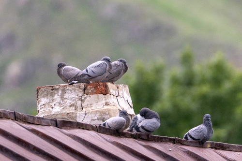 Hill Pigeon (Columba rupestris), photo 6