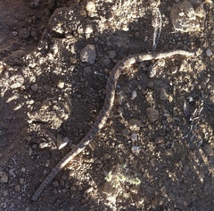 Crotalus oreganus concolor