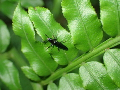 Languriinae