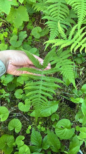 long beech fern