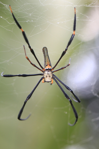 Giant Golden Orbweaver