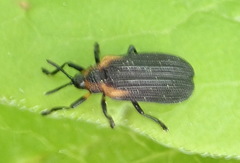 Odontota scapularis