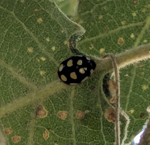 Oenopia lyncea agnata