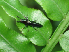 Languriinae