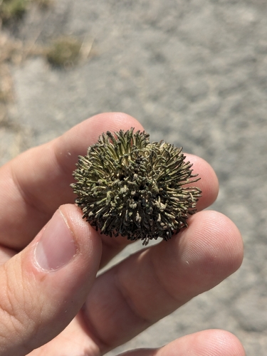 Hedgehog Gall Wasp