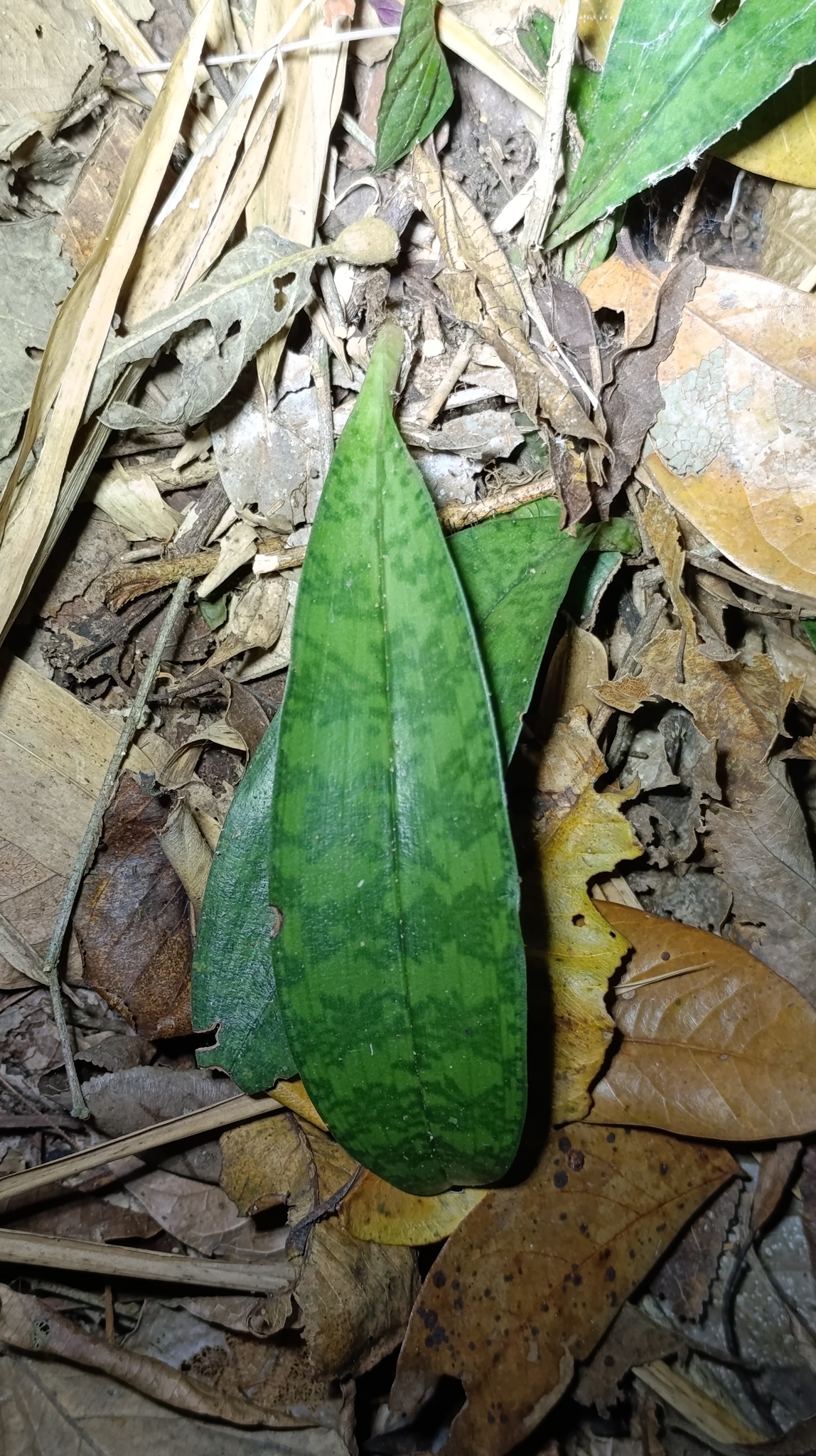 Eulophia maculata