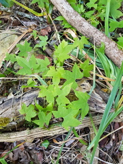 Ceratiosicyos laevis