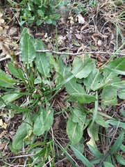 Rumex tuberosus
