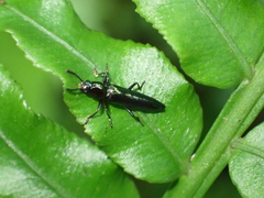 Languriinae