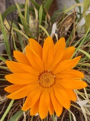 Gazania
