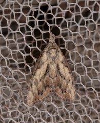 Nola pleurochorda