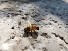 Apis mellifera