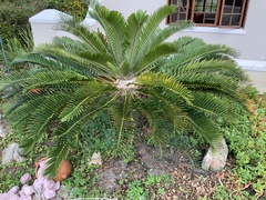 Encephalartos longifolius