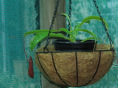 Nepenthes alata × ventricosa