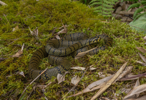 Photo of a Szechwan Rat Snake (Euprepiophis perlaceus)