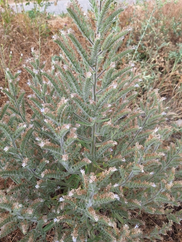 Pale Bugloss