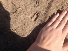 Raphicerus campestris