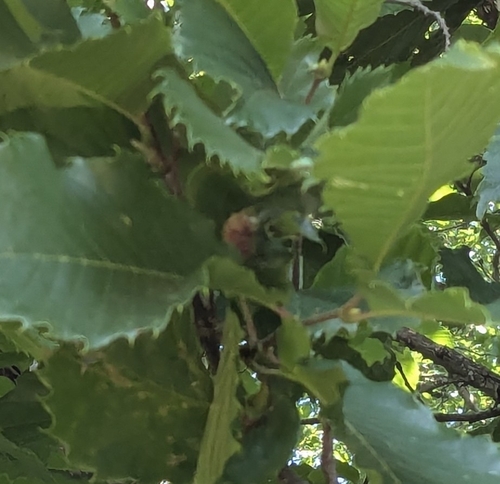 Asian Chestnut Gall Wasp