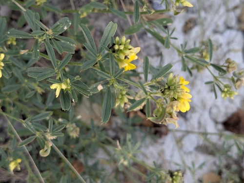 sickle alfalfa