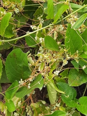 Cuscuta chinensis