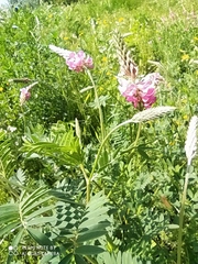 Onobrychis viciifolia