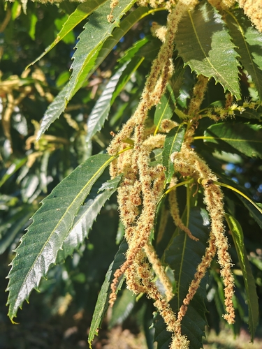 Sweet Chestnut