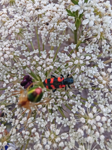Trichodes leucopsideus
