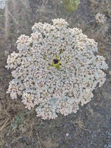 wild carrot