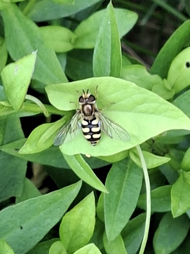Migrant Hover Fly
