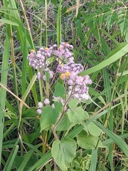 Urolepis hecatantha