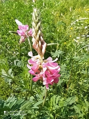 Onobrychis viciifolia
